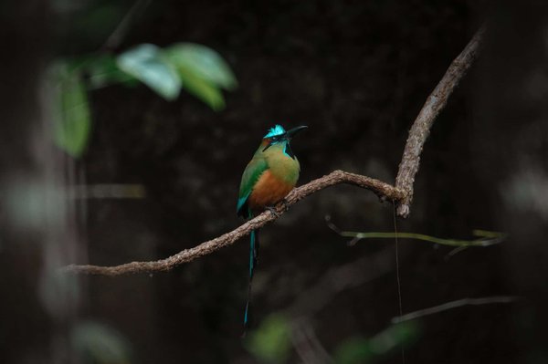 Quels sont les avantages des box paniers repas ?